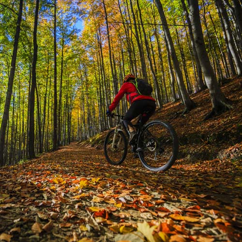 mountain biking through the forest